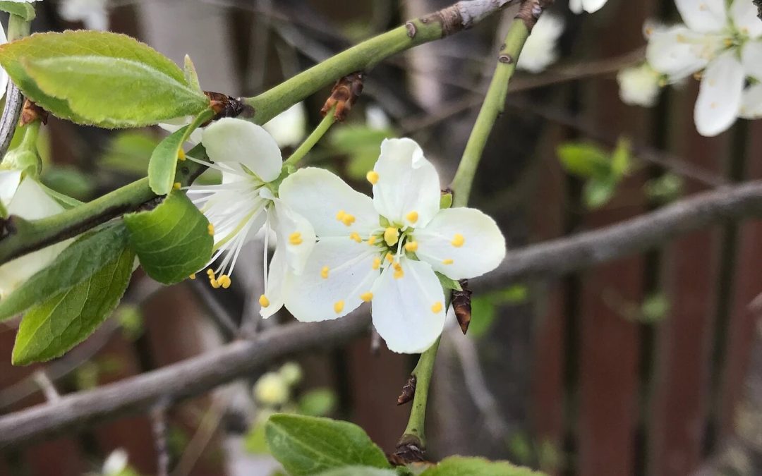 Photo Competition Shows Countrywide Signs of Spring